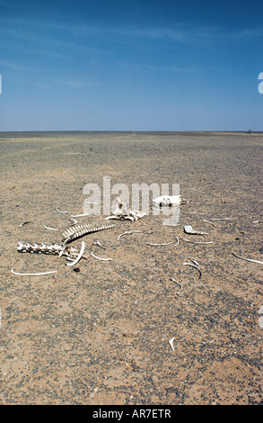 Imbianchiti ossa di cammello nel deserto Chalbi Kenya Settentrionale Africa orientale Foto Stock