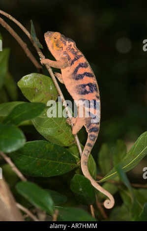 Pantera femmina camaleonte, Furcifer pardalis, Nosy Komba, Madagascar Foto Stock