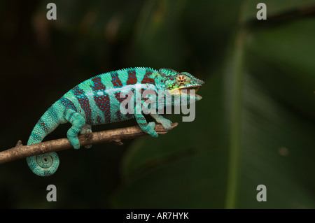 Pantera maschio camaleonte, Furcifer pardalis, mangiare una cavalletta, Pereyras Natura Agriturismo, Madagascar Foto Stock