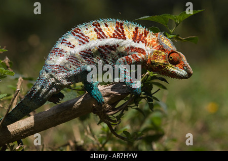 Pantera maschio camaleonte, Furcifer pardalis, ad est del Madagascar Foto Stock