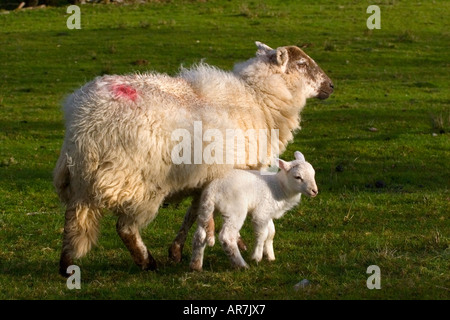 Paesaggio di Pecora con agnello al mattino presto sunshine Foto Stock