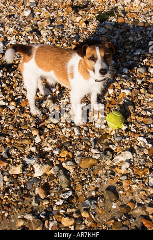 Jack Russell sulla spiaggia vuole giocare con la palla Foto Stock