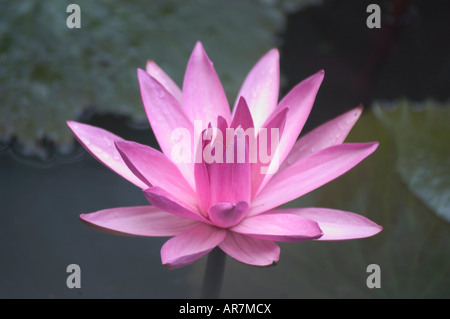 Pink Nymphaea ninfee in fiore nel tardo novembre Luang Prabang Laos Foto Stock