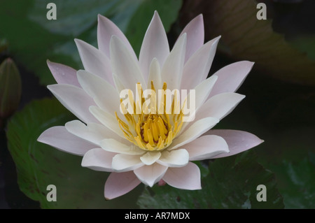 White Nymphaea ninfee in fiore nel tardo novembre Luang Prabang Laos Foto Stock