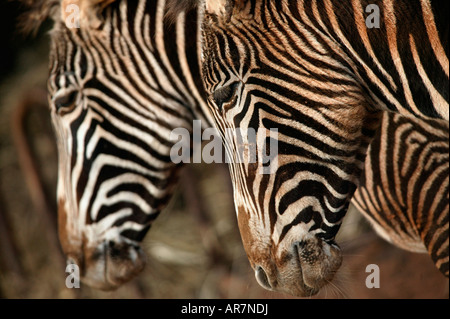 Due zebre noto anche come Equus zebra zebra sono illustrati nel Cabarceno riserva naturale, nel nord della Spagna Foto Stock