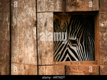 Una zebra, noto anche come Equus zebra zebra, è raffigurato all'Cabarceno riserva naturale vicino a Santander, nel nord della Spagna Foto Stock