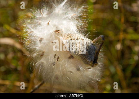 Milkweed Pod apertura (Asclepias syriaca) Foto Stock