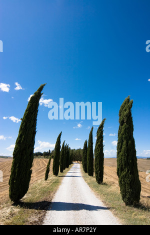 Una fila di cipressi lungo una strada tortuosa attraverso i campi dorati della creta a sud di Siena Foto Stock