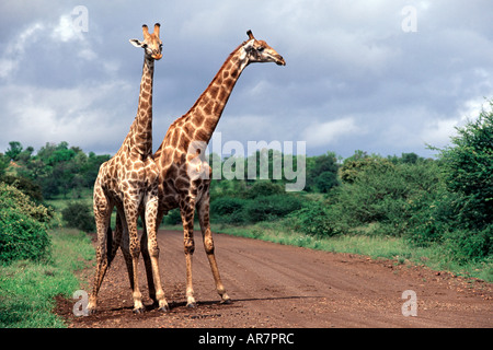 Una coppia di giraffe (Giraffa camelopardalis) nel Parco Nazionale di Kruger in Sud Africa Mpumalanga Provincia. Foto Stock