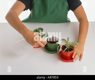Rex-cultorum begonia e spider pianta che cresce in piccoli vasetti di plastica, bambino talee di smorzamento' foglie con uno spruzzo di acqua. Foto Stock