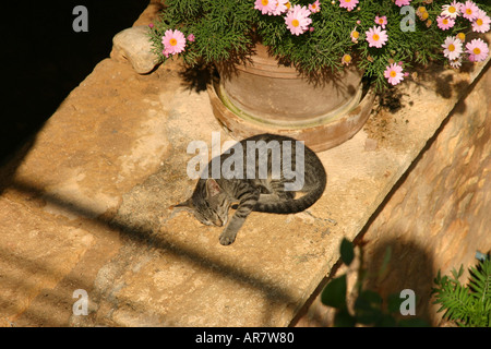 Gatto pelo Moni Arkadi Creta Foto Stock