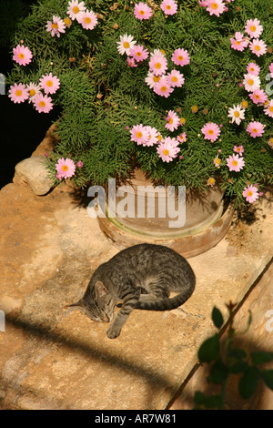 Gatto pelo Moni Arkadi Creta Foto Stock