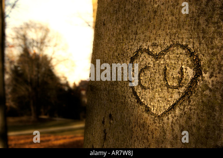 Cuore della corteccia di un albero Foto Stock