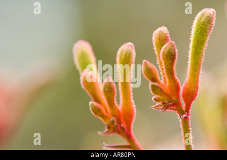 Kangaroo Paw Anigozanthus manglesii Foto Stock