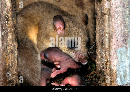 Unione ghiro, Siebenschläfer, Glis glis, Europa Foto Stock