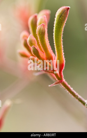 Kangaroo Paw Anigozanthus manglesii Foto Stock