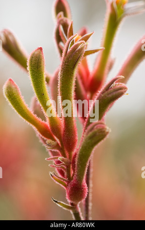 Kangaroo Paw Anigozanthus manglesii Foto Stock