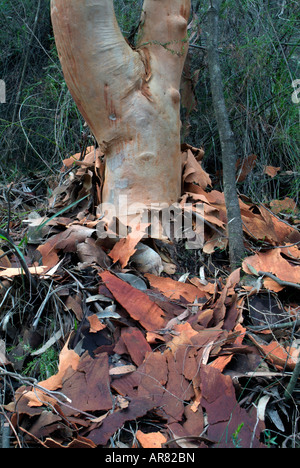 Gomma rossa corteccia di eucalipto staccando il tronco di albero del patrimonio mondiale delle Blue Mountains park Nuovo Galles del Sud Australia Foto Stock
