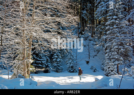 Godendo della vista di una mirabile nevoso inverno Steinbachtal foresta vicino a Lenggries Baviera Germania Europa Foto Stock