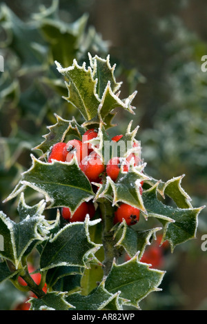 Inverno smerigliato holly con bacche rosse Foto Stock