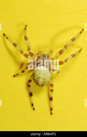 Araneus Quadratus spider su sfondo giallo Foto Stock