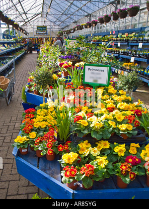 Fiore di primavera di impianti per la vendita in un garden center nel febbraio Inghilterra UK EUAlwdaz2 Foto Stock