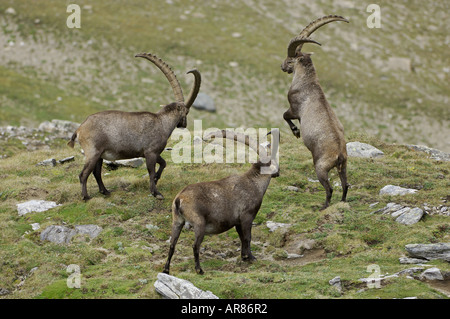 Alpensteinbock Alpine Ibex, Europa, Alpi, combattimenti bucks Foto Stock
