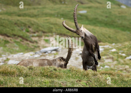 Alpensteinbock Alpine Ibex, Europa, Alpi, combattimenti bucks Foto Stock