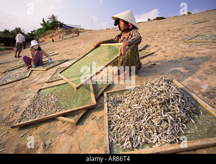 La donna pesce di smistamento su rack per l'asciugatura Foto Stock