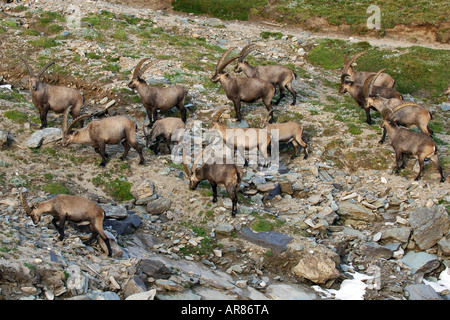 Alpensteinbock Alpine Ibex, Europa, Alpi Foto Stock