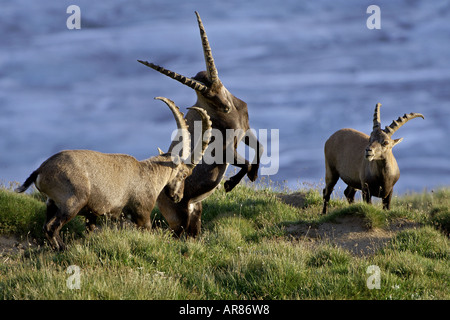 Alpensteinbock Alpine Ibex, Europa, Alpi, combattimenti bucks Foto Stock