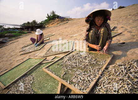 La donna pesce di smistamento su rack per l'asciugatura Foto Stock