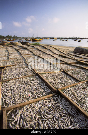 Il Vietnam, pesce di essiccamento prevista su rack Foto Stock