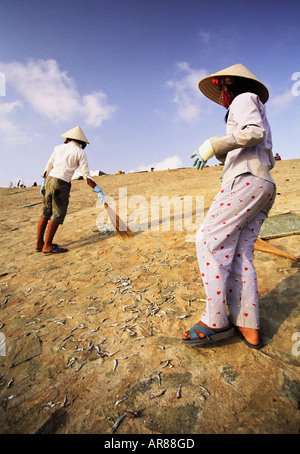 Donne spazzando via i pesci secchi Foto Stock