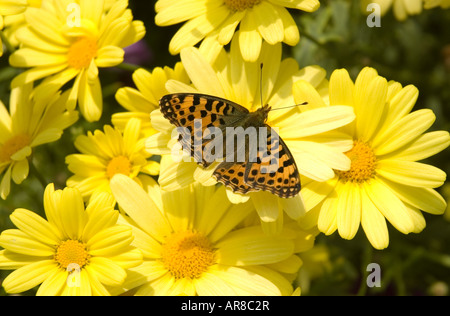 Verde scuro e Fritillary (Mesoacidalia aglaja) su crisantemo fiori Foto Stock