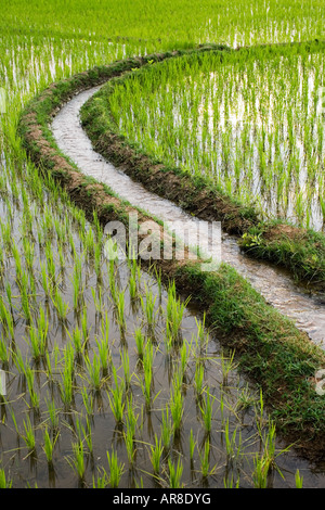Acqua di irrigazione canale attraverso una risaia in India Foto Stock