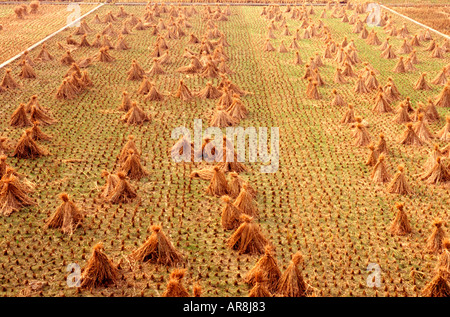 Rigata risaie in un campo nella provincia del Hunan cina Foto Stock