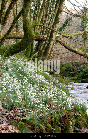 SNOWDROPS IN THE AVILL VALLEY WEDDON CROSS EXMOOR AND NICKNAMED SNOWDROP VALLEY MID FEBRUARY Foto Stock