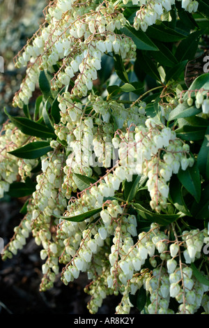 Sarcococca foresta AGM di fiamma in piena fioritura da metà febbraio Foto Stock