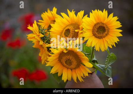 sunflowers in a vase in a Dorset garden England UK Foto Stock
