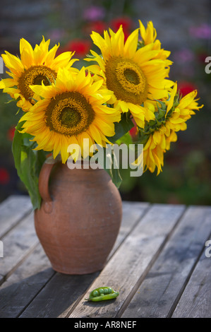 sunflowers in a vase in a Dorset garden England UK Foto Stock