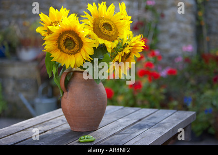 sunflowers in a vase in a Dorset garden England UK Foto Stock