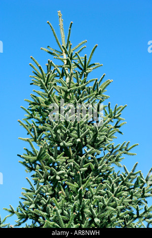 Riccio pino Abies pinsapo Foto Stock