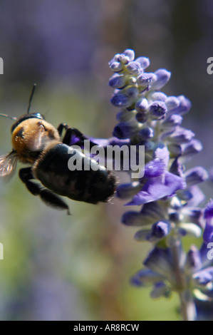 Un Bumble Bee volare lontano da uve di giacinto Foto Stock