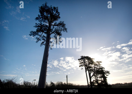 Un cellulare Orange mast camuffato come un olmo fuori la A272 a Cuckfield West Sussex Foto Stock