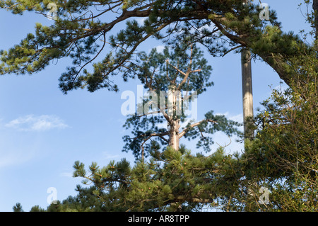 Un cellulare Orange mast camuffato come un olmo fuori la A272 a Cuckfield West Sussex Foto Stock