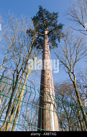 Un cellulare Orange mast camuffato come un olmo fuori la A272 a Cuckfield West Sussex Foto Stock