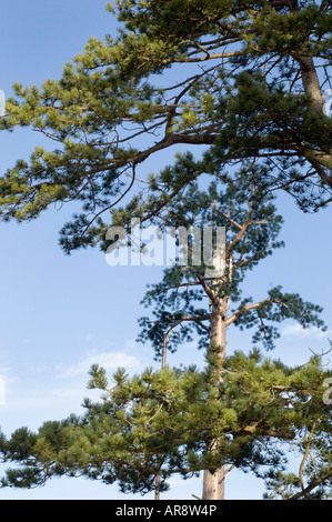 Un cellulare Orange mast camuffato come un olmo fuori la A272 a Cuckfield West Sussex Foto Stock