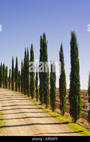 Cipressi lungo una strada di campagna Toscana, Italia Foto Stock