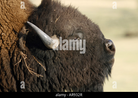 Un toro di bisonti nel Custer State Park, il Dakota del Sud Foto Stock